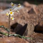 Turkestanische Tulpe (Tulipa turkestanica).