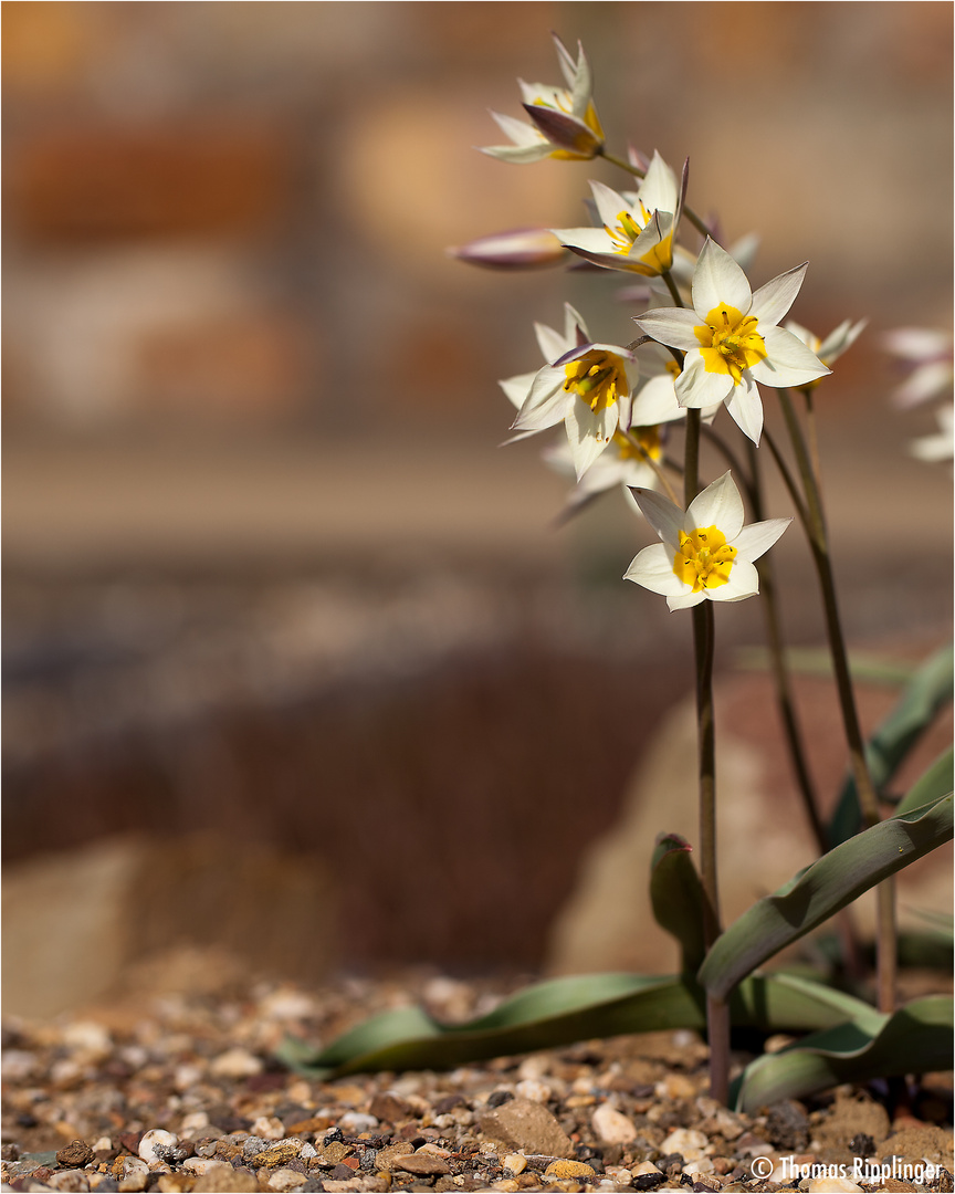 Turkestanische Tulpe (Tulipa turkestanica)