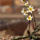 Turkestanische Tulpe (Tulipa turkestanica)