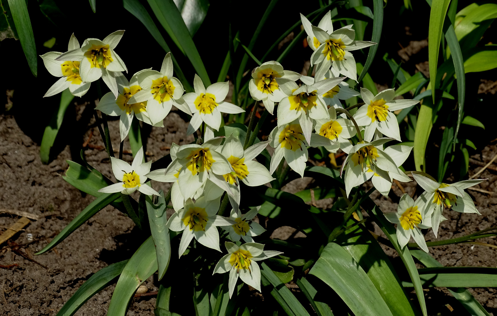 Turkestanische Tulpe (Tulipa turkestanica)...