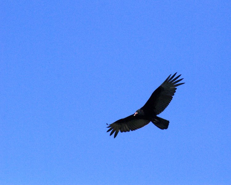 Turkey Buzzard