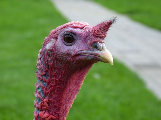 Turkey close up portrait