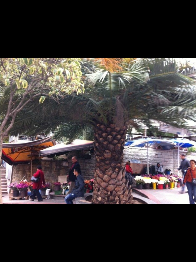 Turkey - Palm