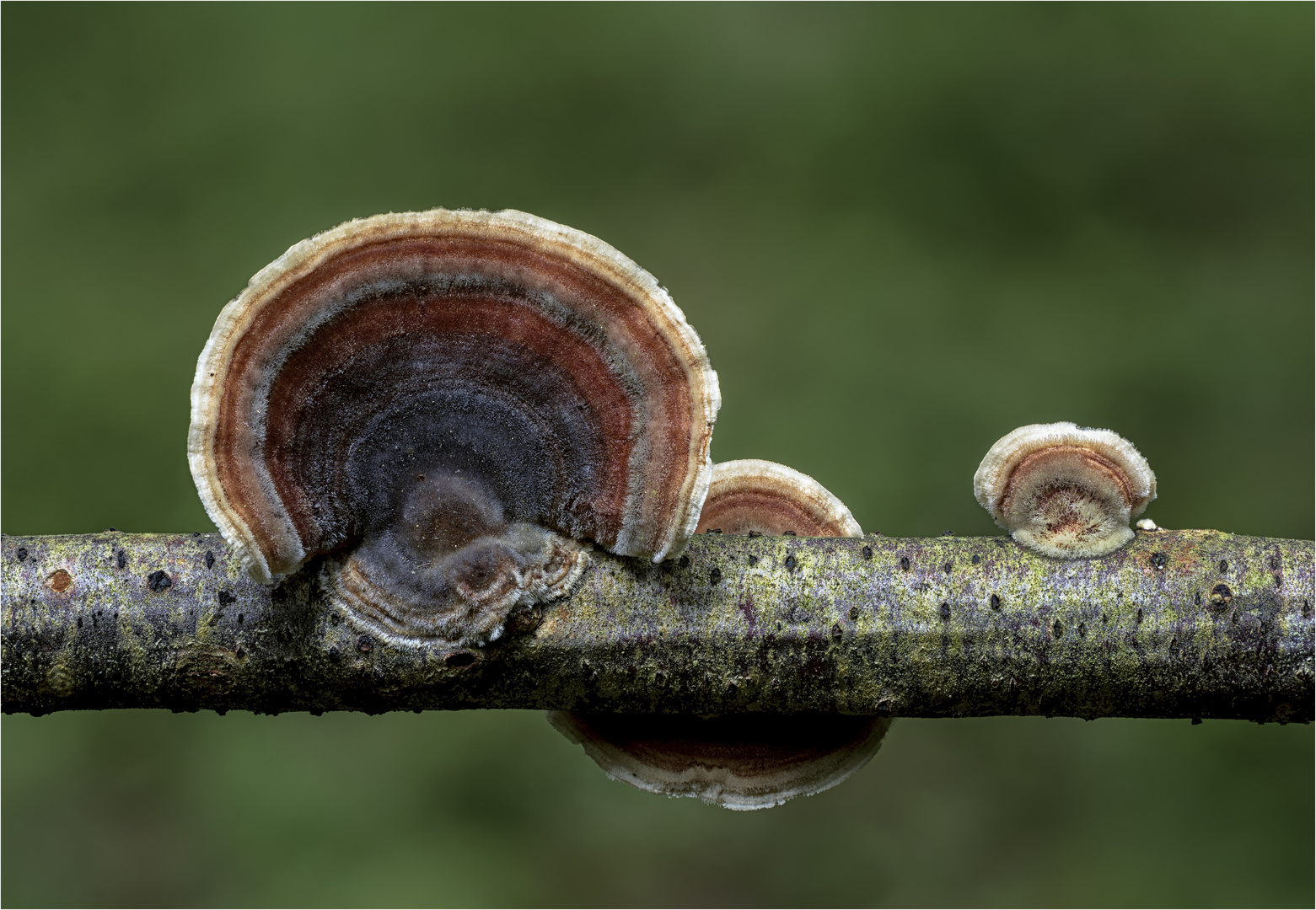 Turkey tail