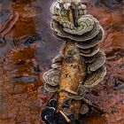 Turkey Tail Mushroom