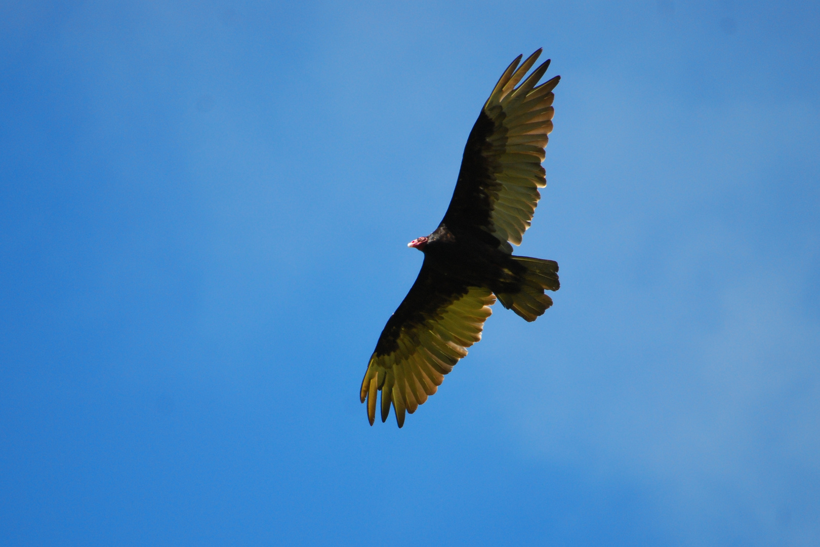 Turkey Vulture