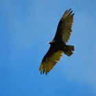 Turkey Vulture