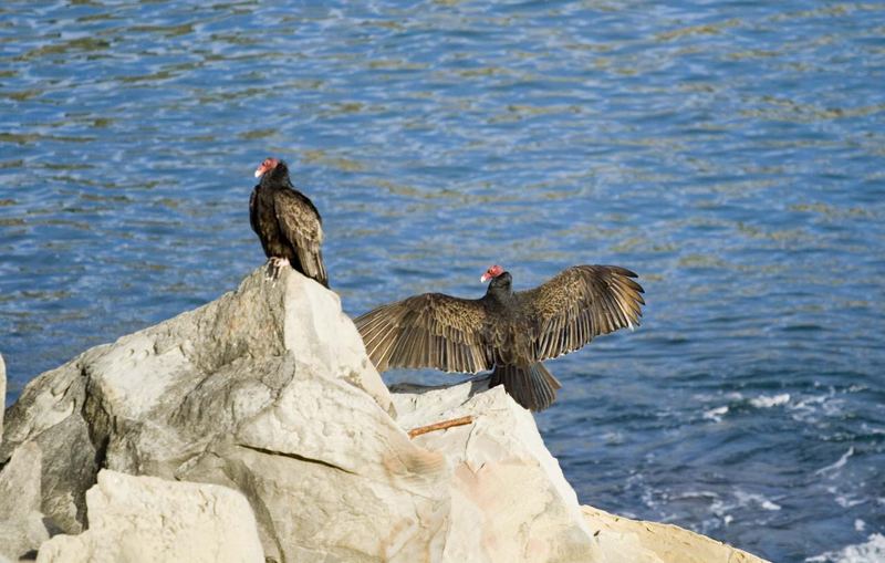 turkey vulture