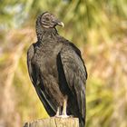 Turkey Vulture