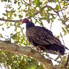 Turkey Vulture