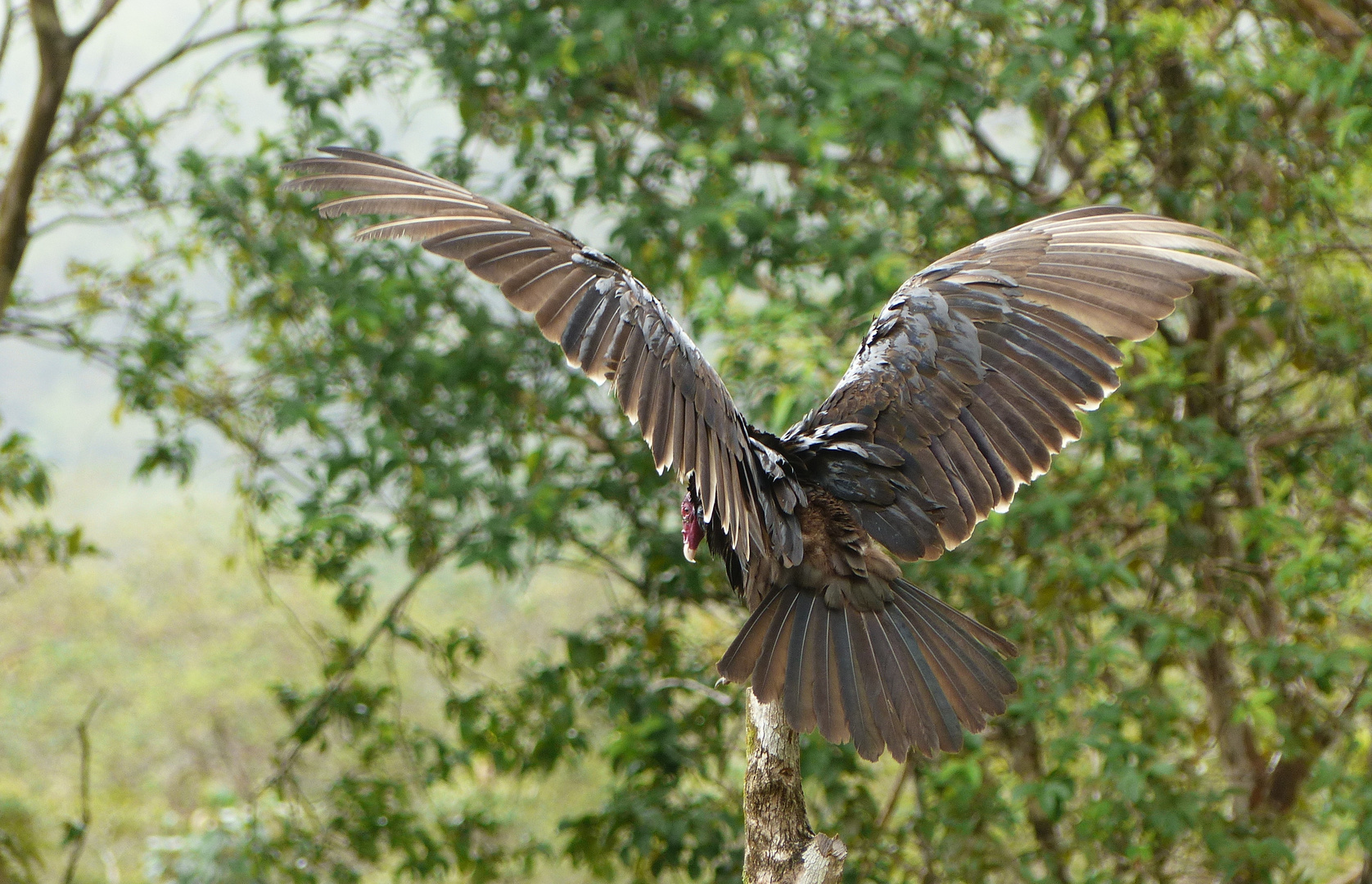 - turkey vulture -