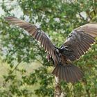 - turkey vulture -