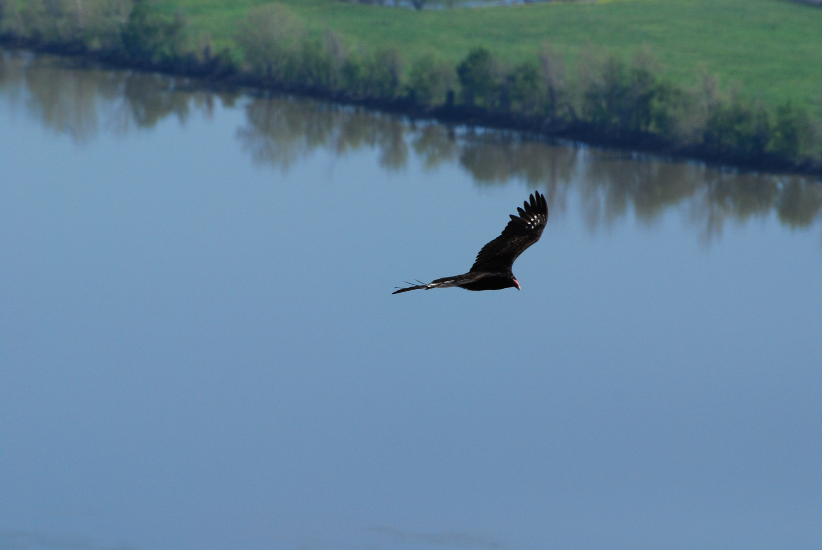 Turkey Vulture