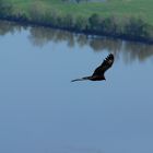 Turkey Vulture