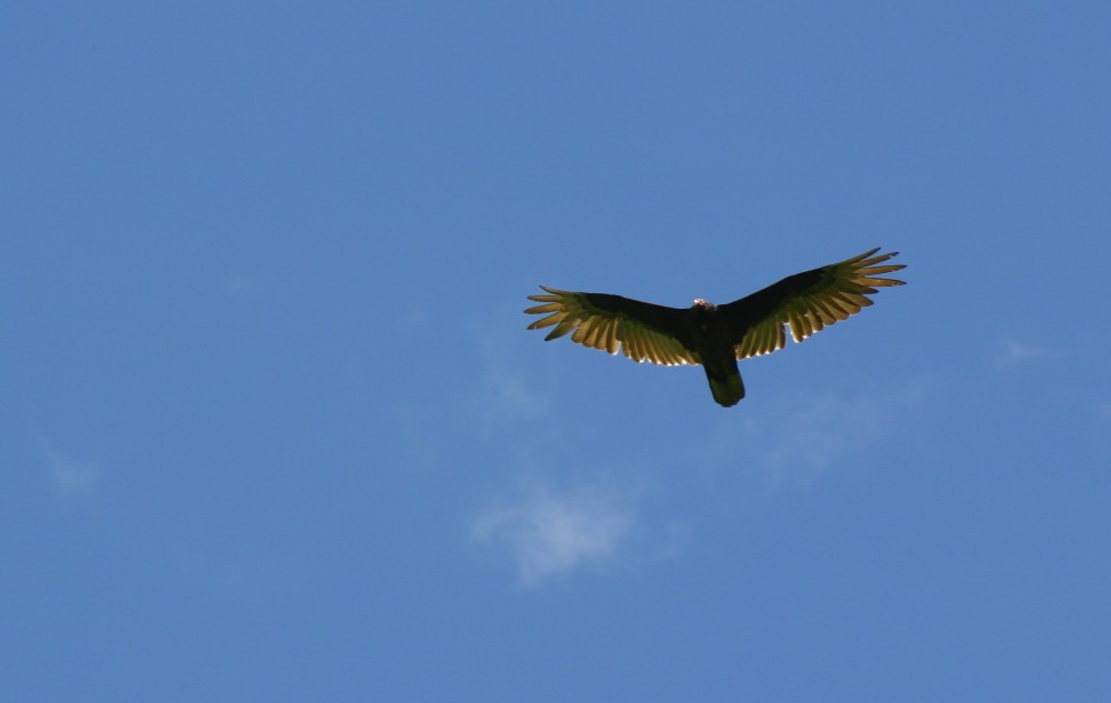 Turkey Vulture