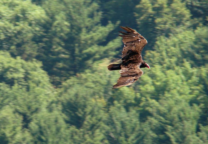 Turkey Vulture at Devils Doorway