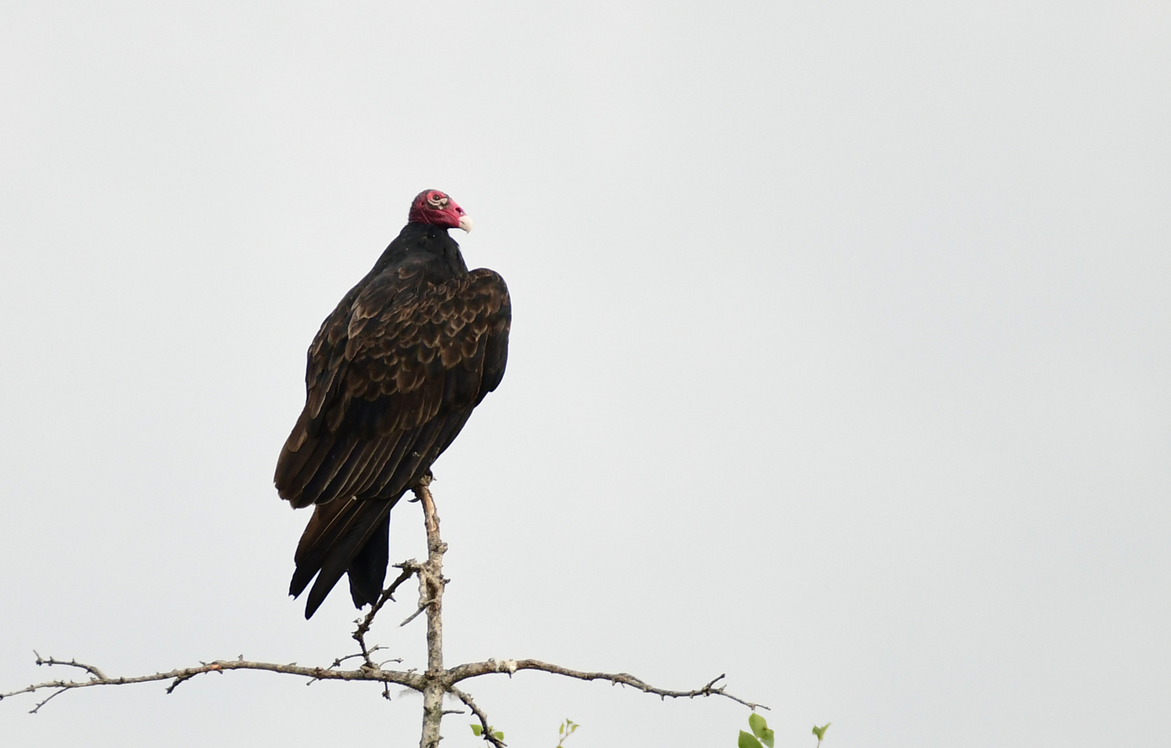 Turkey Vulture