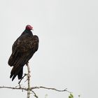 Turkey Vulture