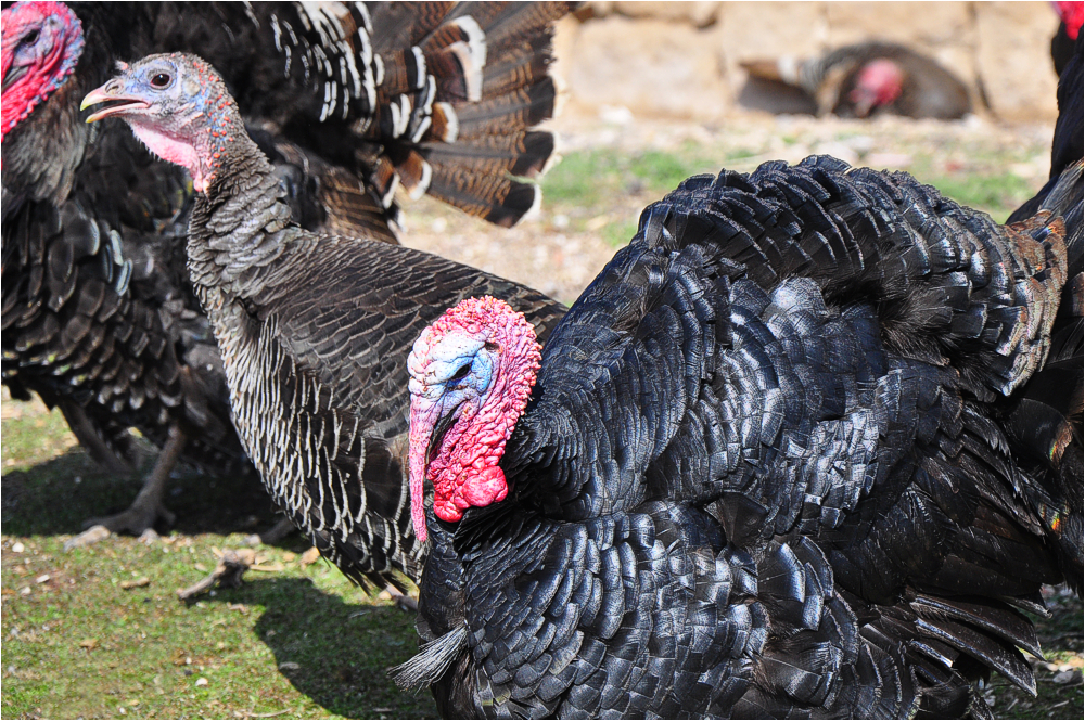 Turkeys in Turkey/Anatolia