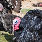 Turkeys in Turkey/Anatolia