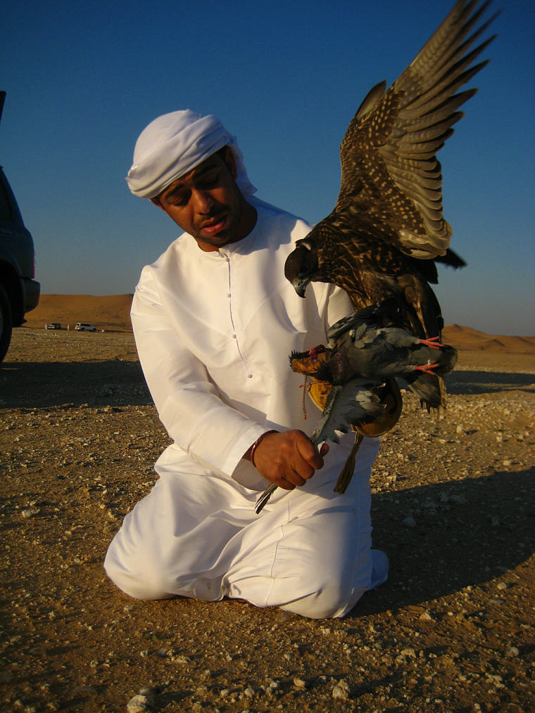 Turkis Falcon