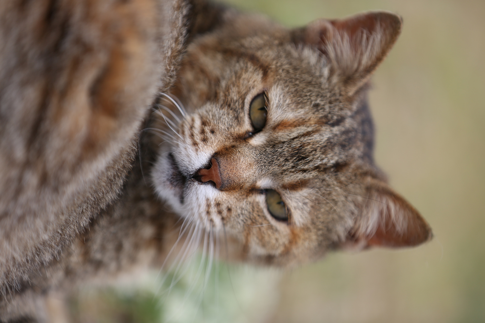 Turkish Cat Grandma - Side, Turkey