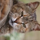 Turkish Cat Grandma - Side, Turkey