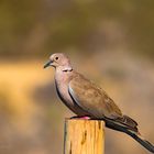 Turkish dove