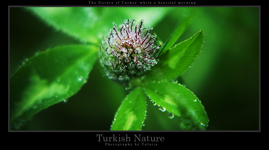 Turkish Natur