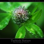 Turkish Natur
