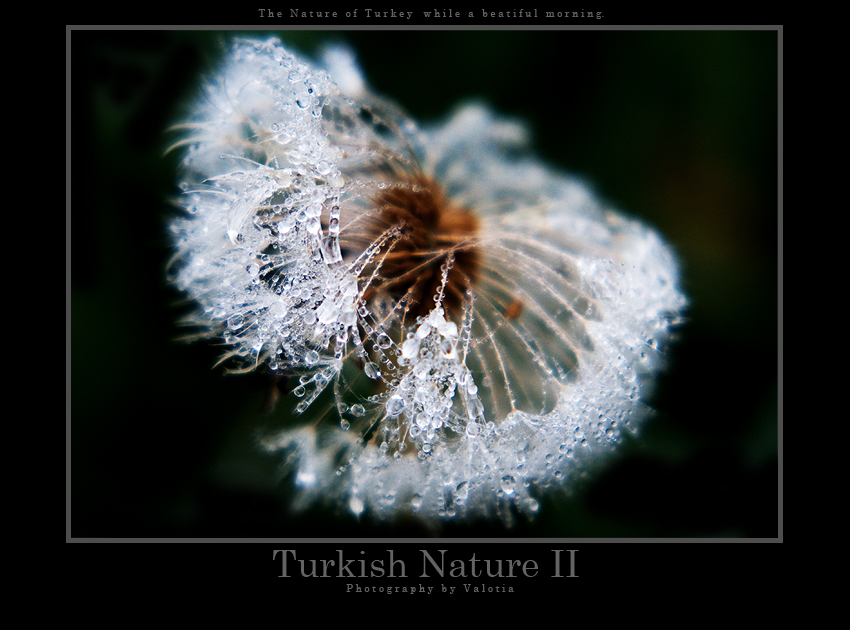 Turkish Natur II