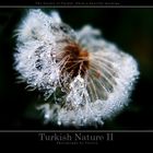 Turkish Natur II