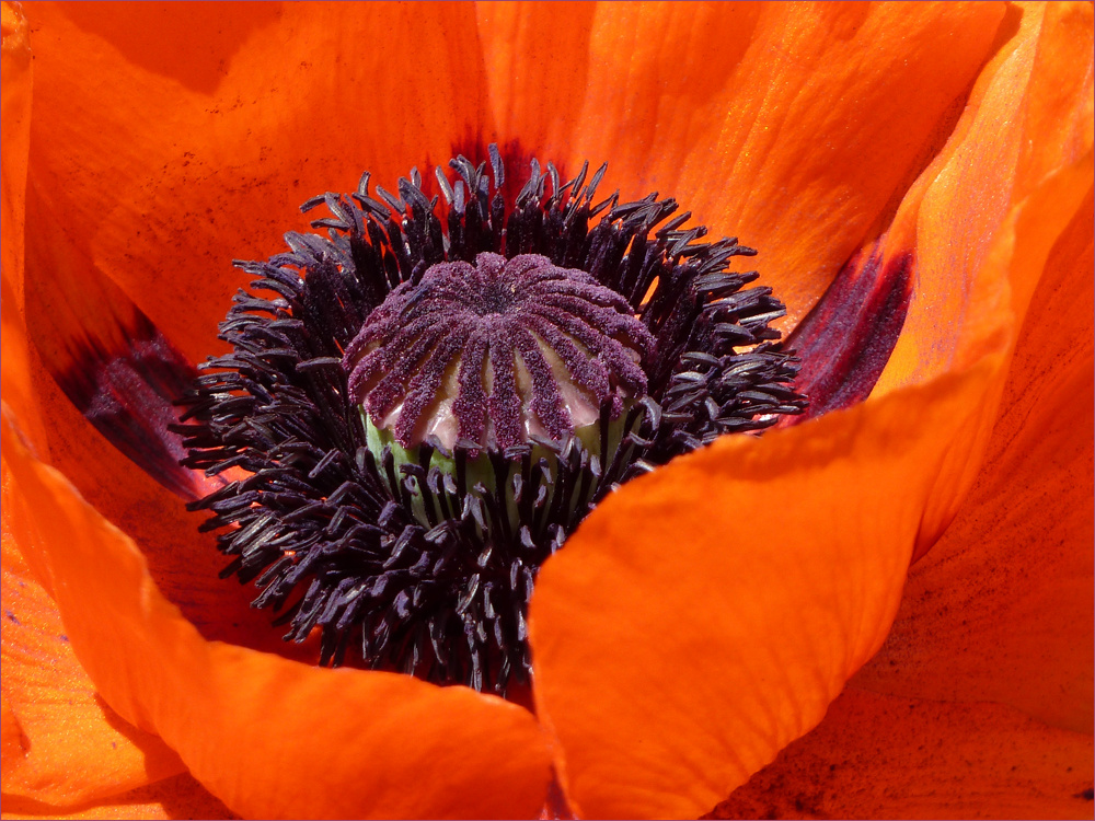 ~*TURKISH POPPY*~