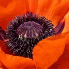 ~*TURKISH POPPY*~