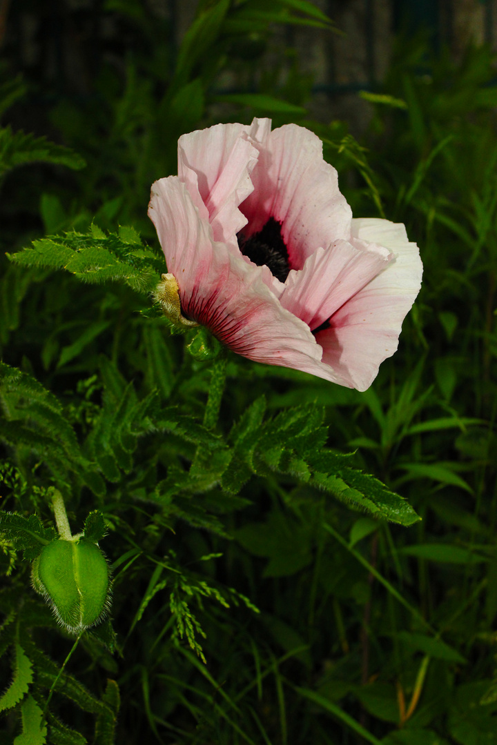 Turkish poppy plant IV