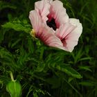 Turkish poppy plant IV