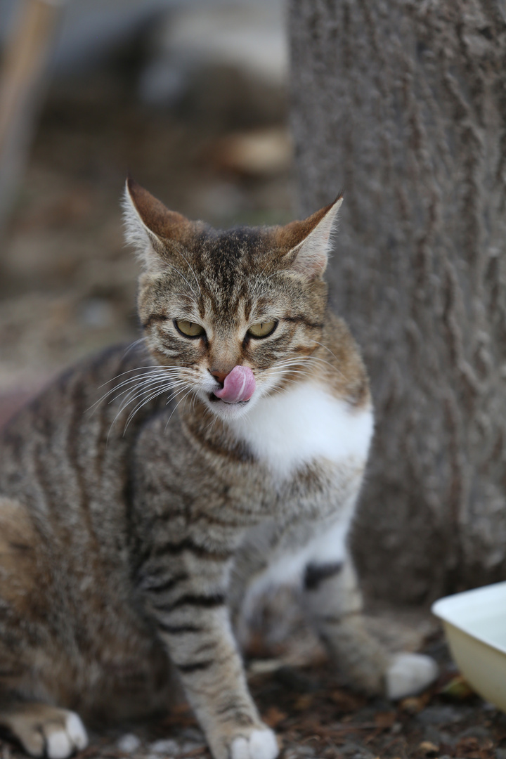 Turkish Street Cat