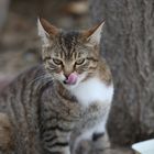 Turkish Street Cat