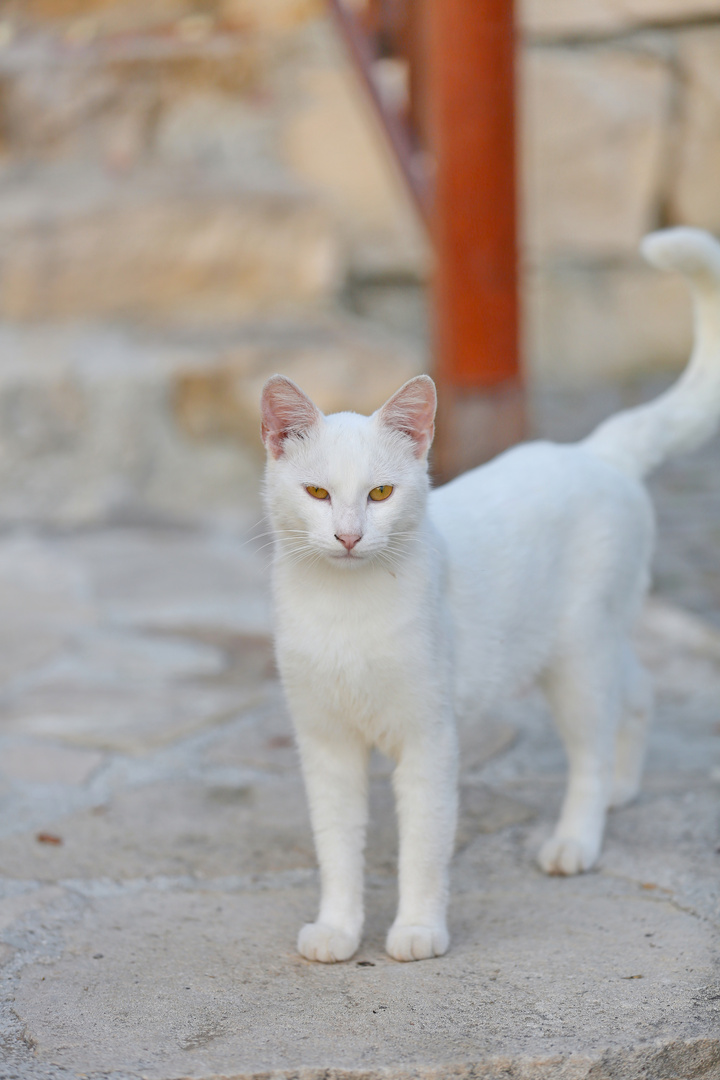Turkish white Hotel Cat