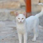 Turkish white Hotel Cat