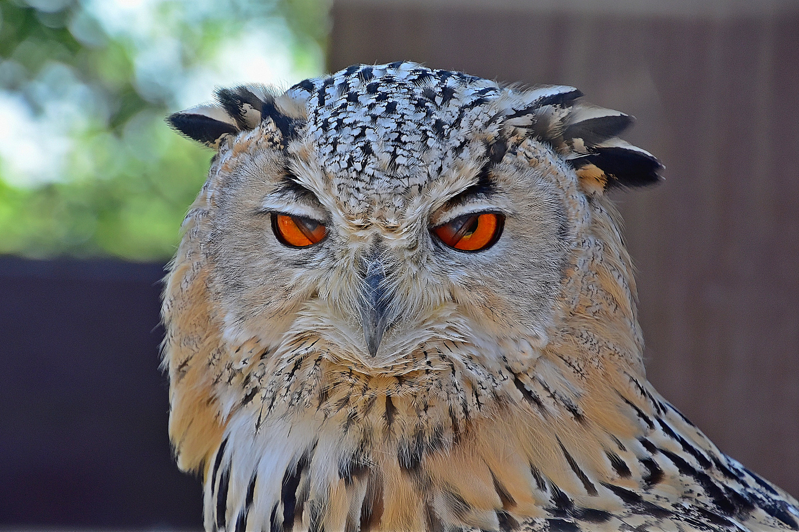 Turkmenischer Uhu (Bubo bubo omissus)