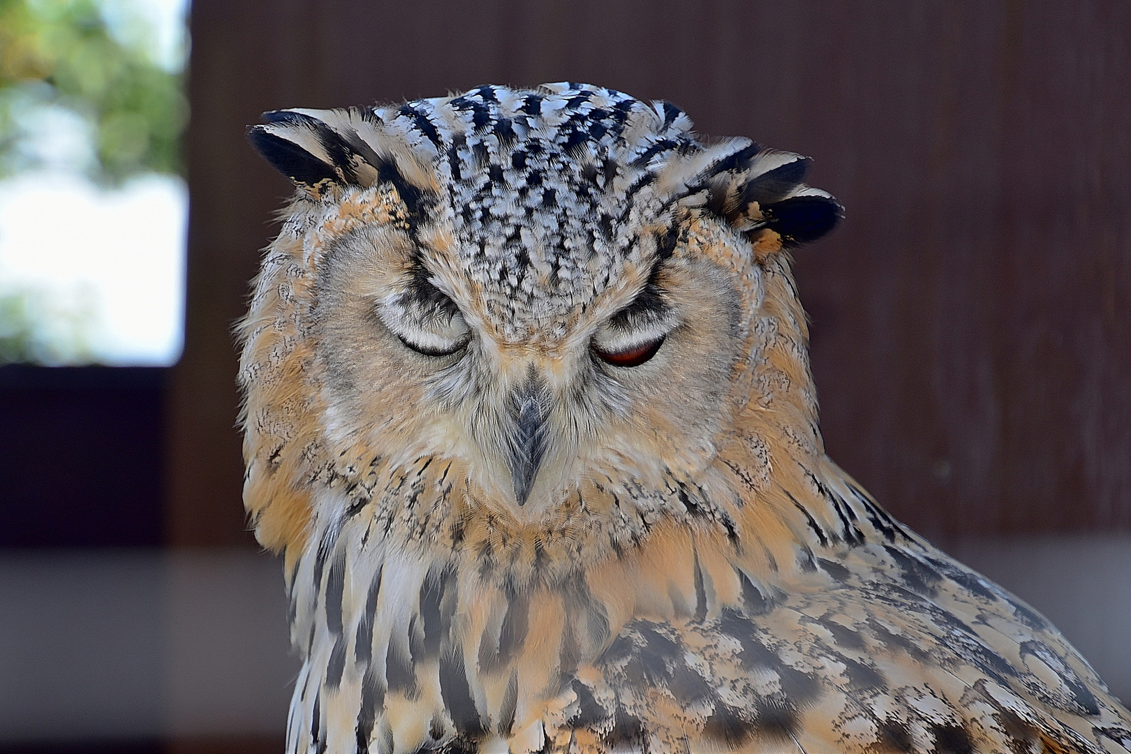 Turkmenischer Uhu (Bubo bubo omissus)