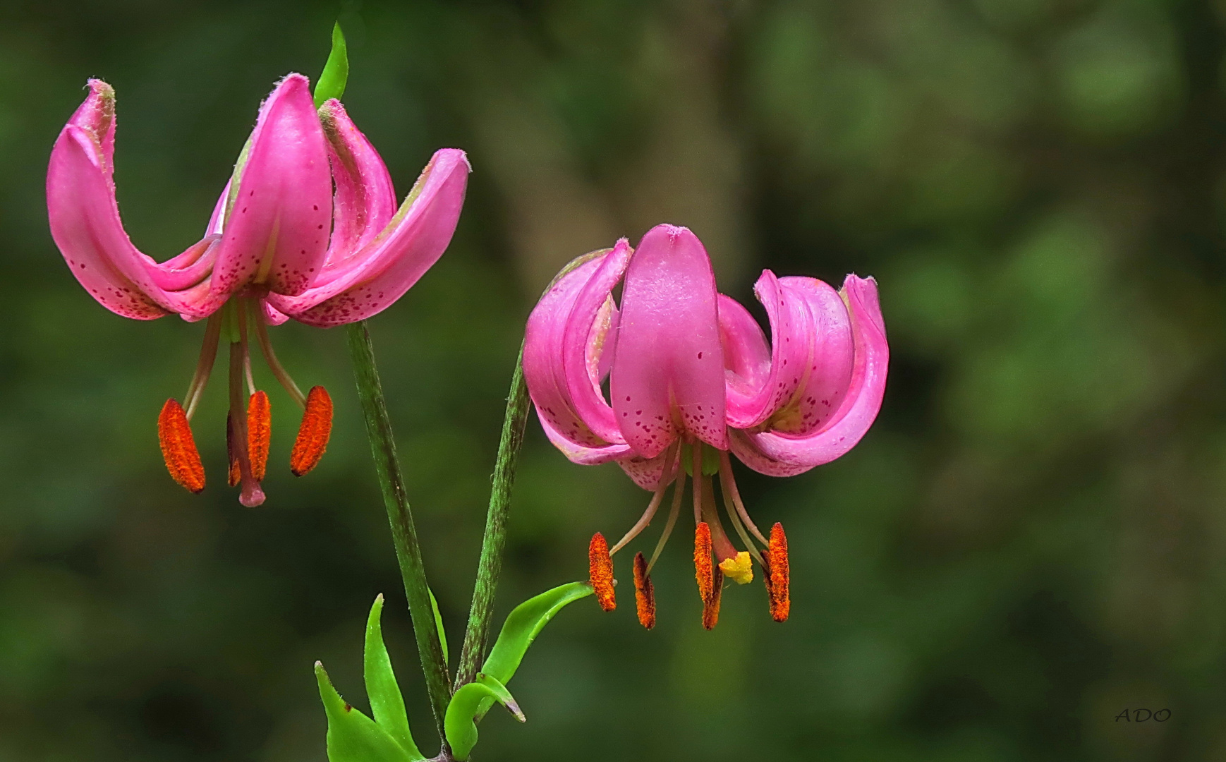 Turk's Cap Lilies