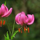 Turk's Cap Lilies