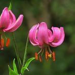 Turk's Cap Lilies