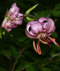 Turk's cap lily