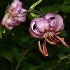 Turk's cap lily