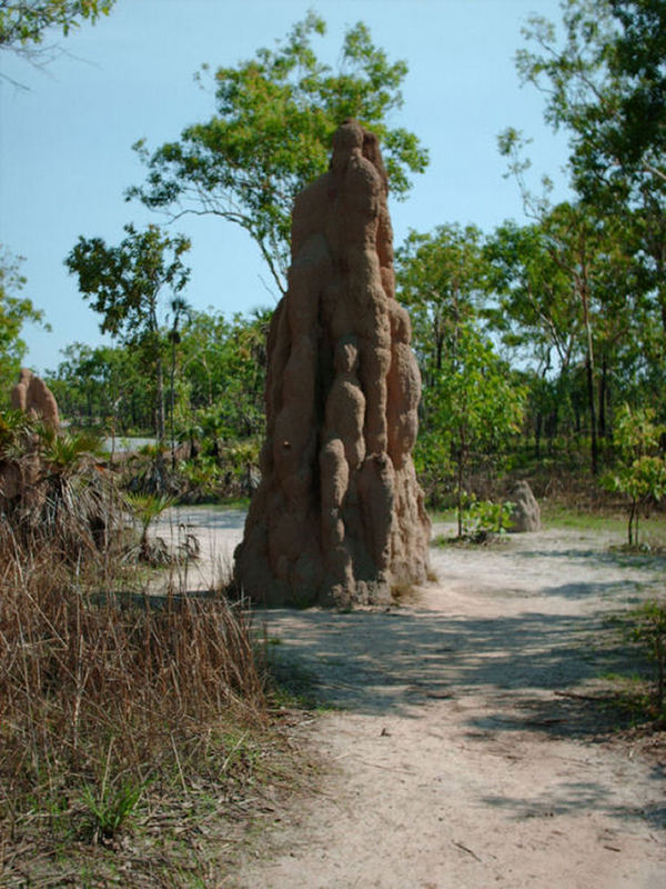 Turm der Termiten