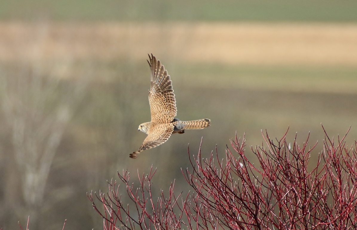 Turm Falke beim Abflug 