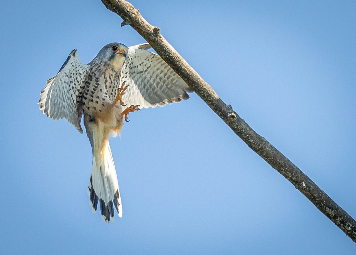 Turm Falke im Anflug